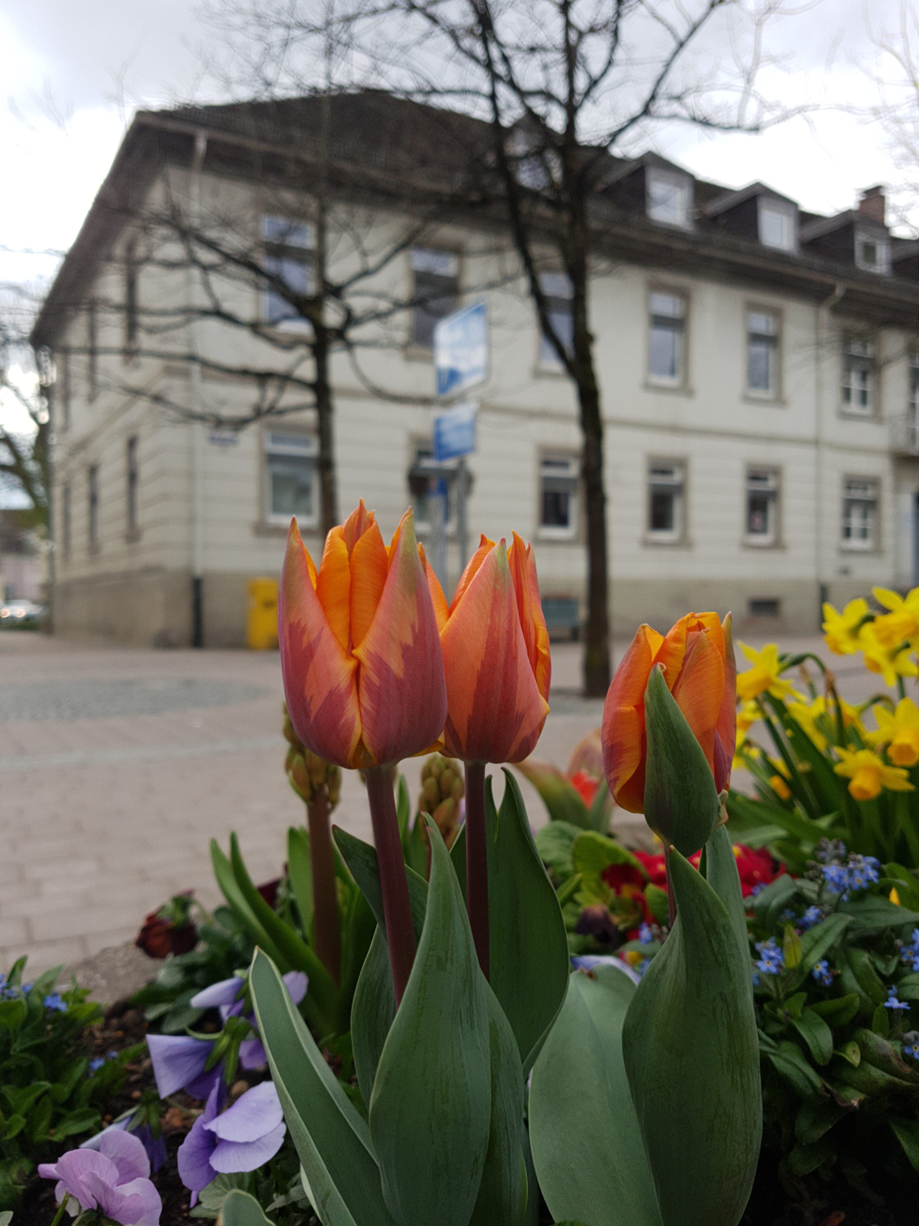 Das ehemalige Bezirksamt von Schopfheim mit einem Blumenkübel im Vordergrund.