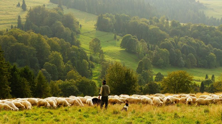 EU-Agrarpolitik: Europawahl wird zur Abstimmung über Umwelt- und  Artenschutz